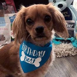Cavachons and Cavapoos from Sweet Doodles and Poos