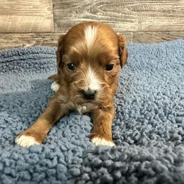 Biscuit2 - Red male Cavapoo puppy in Camden, Michigan from FurEver Friends Finder