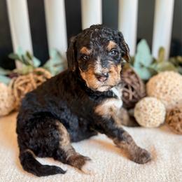 Kaia - Phantom female Bernedoodle puppy in Perrysville, Ohio from Pleasant Valley Bernedoodles