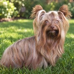 Maxxine - Chocolate and tan female Yorkshire Terrier puppy in Gatesville, Texas from KontryKritterz Yorkies