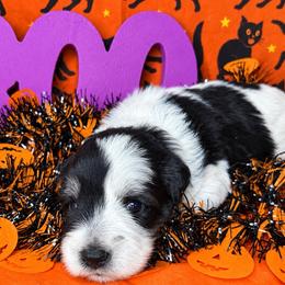 Sam - Parti male Miniature Schnauzer puppy in Placerville, California from Rpuppies