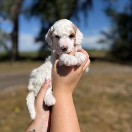 Durango - Parti male Poodle puppy in Ault, Colorado from The Peaks Premium Poodles