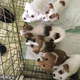 Russell Terrier Puppies from Woodside
