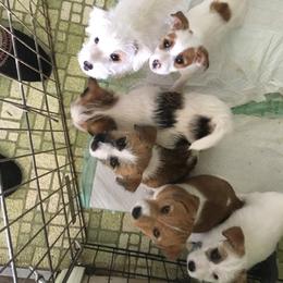 Russell Terrier Puppies from Woodside