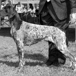 Freya - German Shorthaired Pointer