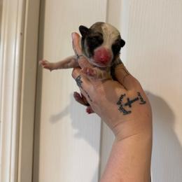 Boy 3 - Sable male Pembroke Welsh Corgi puppy in Aberdeen, Washington from Coastal country Farms
