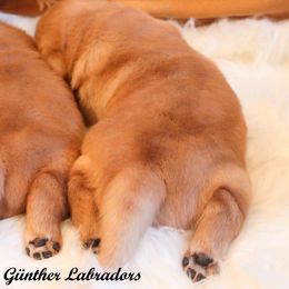 Labrador Retriever Puppies from Günther Labradors