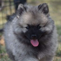 Keeshond Puppies from StarStruck Keeshonden