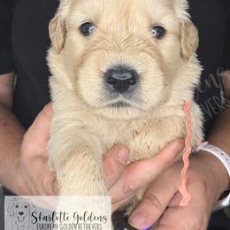 Scrabble (coral) - Golden female Golden Retriever puppy in Argyle, Texas from Skarlotte Goldens, LLC