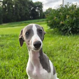 Female 2 - White and blue female Whippet puppy in Steamboat Rock, Iowa from River Valley Canines