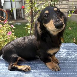 Frank - Black and cream male Dachshund puppy in Stilwell, Oklahoma from Peavine Creek Dachshunds
