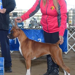 Boston Terriers and Boxers from Ivylane Boxers & Boston Terriers