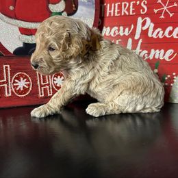 Atlas - Cream male Goldendoodle puppy in Adolphus, Kentucky from Deerly Poodles