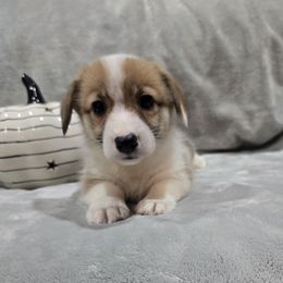 Red female - Red female Pembroke Welsh Corgi puppy in Tenino, Washington from LoneStar Corgis NW