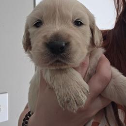 Boy 6 - Light golden male Golden Retriever puppy in Lawtey, Florida from Rise and Shine Goldens