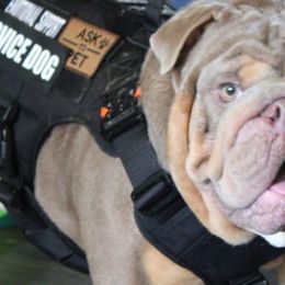 Bulldogs from M-151 Bulldogs