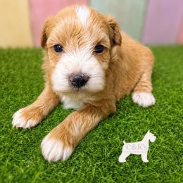 Cherri - Wheaten female Miniature Schnauzer puppy in Lufkin, Texas from C&K’s Schnauzer House