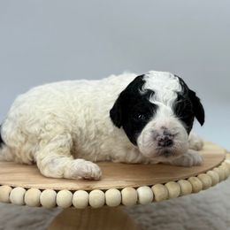 Tater - Parti female Poodle puppy in Greeneville, Tennessee from Smokey Mountain Sheepadoodles
