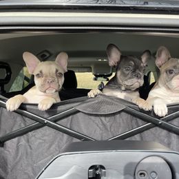 French Bulldog Puppies from Orderofthebulldogs, LLC