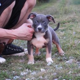 Legacy - Blue tri-color female American Bully puppy in Orlinda, Tennessee from SimplyBullies
