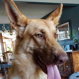 Evs - German Shepherd