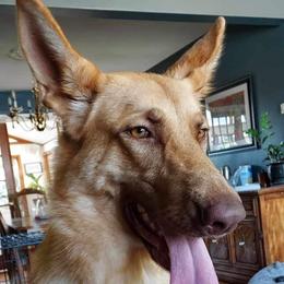 Evs - German Shepherd