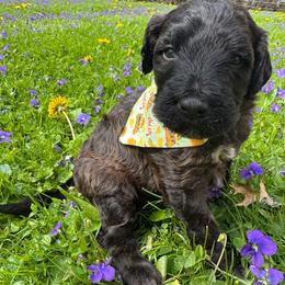 Napoleon - Brindle male Bordoodle puppy in Canfield, Ohio from Poo's Doo's & Inu's