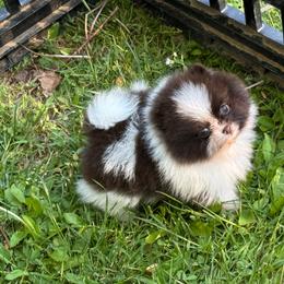 Baby Face - Chocolate parti male Pomeranian puppy in Zionville, North Carolina from Shaner Poms