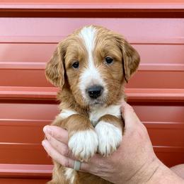 Goldendoodle Puppies from Cane Creek Goldendoodles