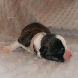 Hickory (lite pink collar) - Brindle and white male Cardigan Welsh Corgi puppy in Clio, Michigan from Old Oak Cardigans