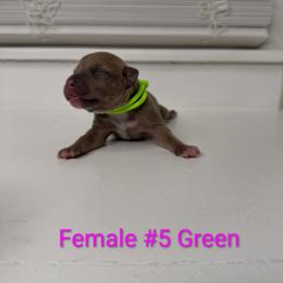 Green Collar Female - Blue fawn female American Pit Bull Terrier puppy in Pensacola, Florida from Alpha Alliance Kennels
