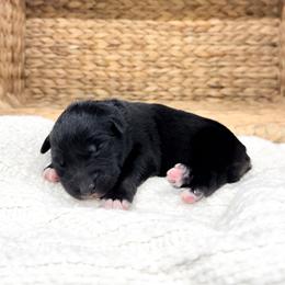 Jolene - Black tri-color female Australian Shepherd puppy in Unionville, Iowa from Soap Creek Kennels