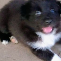 Girl 3 - female Australian Shepherd puppy in Wewoka, Oklahoma from OutBack Aussie OutLaws