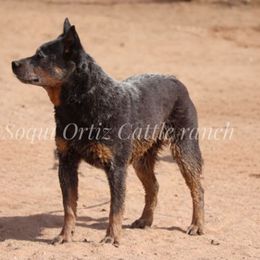Australian Cattle Dogs, Australian Shepherds, Miniature Australian Shepherds, and Pembroke Welsh Corgis from Soqui Ortiz Cattle Ranch