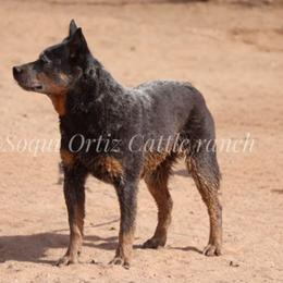 Australian Cattle Dogs, Australian Shepherds, Miniature Australian Shepherds, and Pembroke Welsh Corgis from Soqui Ortiz Cattle Ranch