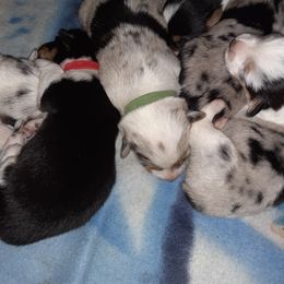 American Corgi and Pembroke Welsh Corgi Puppies from Shells Sunshine Corgis
