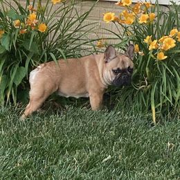 Elly - French Bulldog