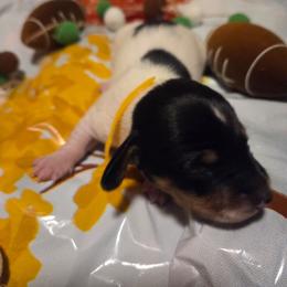 Penny - Piebald female Dachshund puppy in Grover, North Carolina from Windie's Dachshunds