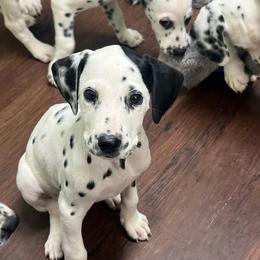 Snickers - White and black female Dalmatian puppy in Austin, Texas from Dazzling Dalz