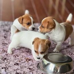 Russell Terrier puppies from Norvell Kennels
