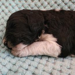 Oreo - Parti female Poodle puppy in Clayton, Washington from Short Legs & Curly Wags LLC