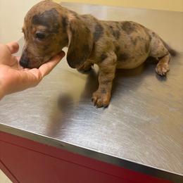 Rival - Dapple male Dachshund puppy in Conroe, Texas from R&M Dachshunds