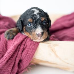 Genevieve - Tri-color female Bernedoodle puppy in Lititz, Pennsylvania from Sleepy Hollow Acres