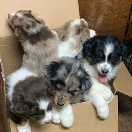 Australian Shepherd Puppies from Rad Aussies