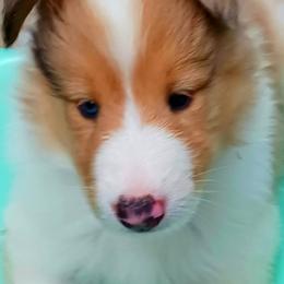 Collie Puppies from Dove Creek Collies