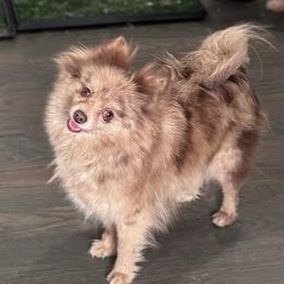 Patty - Pomeranian