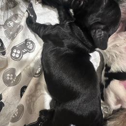Lil Miss - Black female Cocker Spaniel puppy in Columbia, South Carolina from Fleur de Lis Cockers- Cuchna Cockers
