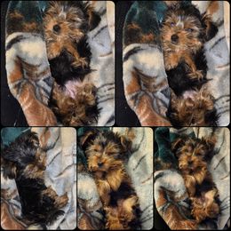 Yorkipoo and Yorkshire Terrier Puppies from Furrever Puppy Co.