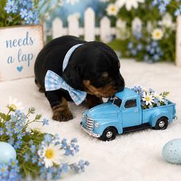 Blk and tan - Fawn (isabella) and tan male Dachshund puppy in Lakeland, Florida from Berry Dachshunds