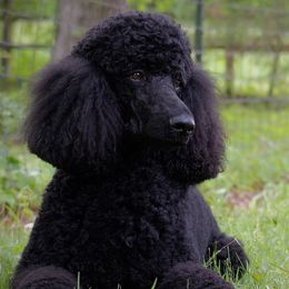 Dex - Poodle